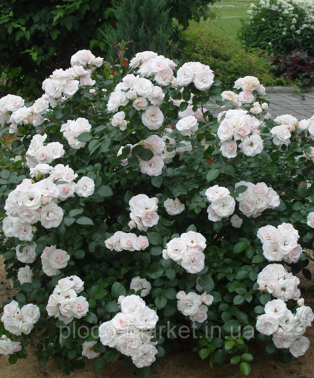 Троянда плетиста Флорибунда (Floribunda), фото 1