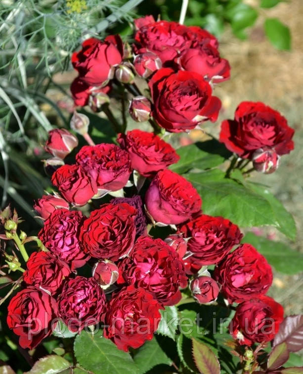 Троянда бордюрна Ред Сенсейн (Red Sensation), фото 1