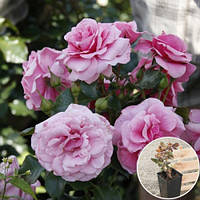 Троянда бордюрна Соня (Sonia)