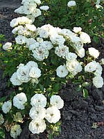 Троянда бордюрна Грін Айс (Green Ice)