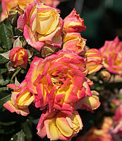 Троянда бордюрна Літл Сансет (Little Sunset)