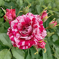 Троянда бордюрна Арроу Фолієс (Arrow Folies)