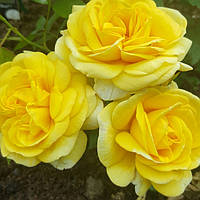 Троянда бордюрна Жовта лялька (Yellow doll)