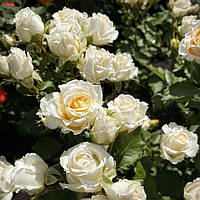 Бордова троянда Хонемілк