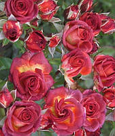 Бордюрна троянда Браун Шугар