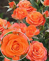 Бордова троянда Алегія (Alegria)