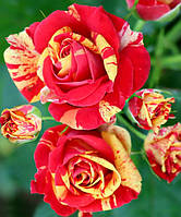 Бордюрна троянда Фаєр Флеш (Fire Flash)