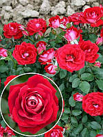 Бордова троянда Мейді