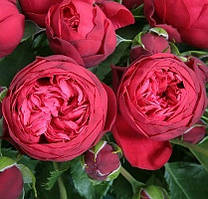Троянда англійська "Red Piano" (Ред Піано)