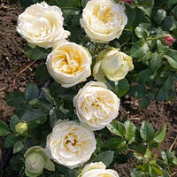 Троянда піоновидна "Вайт Піано"