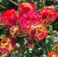 Саджанці троянд "Вулканіка"