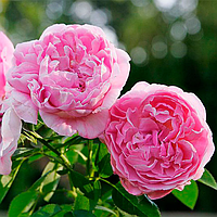 Саджанець троянди англійської Мерлін (Merlin)