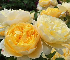 Саджанець англійської троянди Шарлотта (Charlotte)