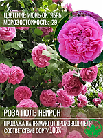 Саджанець троянди "Поль Нейрон" англійської