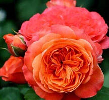 Саджанець троянди англійської "Емільєн Гійо" (Emilien Guillot)