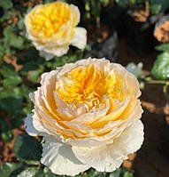 Саджанець троянди англійської "Гайд Парк" (Hyde park)