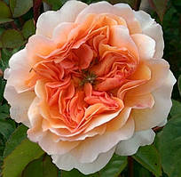 Троянда "Порт Санлайт" (Port Sunlight) Англійська