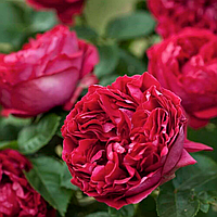 Троянда Ерік Таберлі (EricTabarly) Англійська