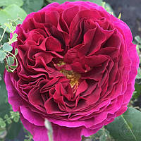 Троянда англійська Отелло (Othello)