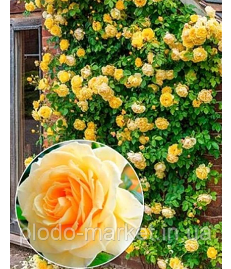 Троянда плетиста "Фокстрот", фото 1