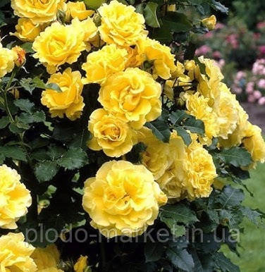 Троянда плетиста "Lucia" (Лючия), фото 1