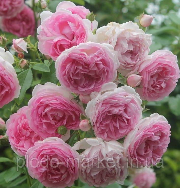 Троянда плетиста "Jasmina" (Жасмина), фото 1