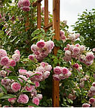 Троянда плетиста "Jasmina" (Жасмина), фото 2