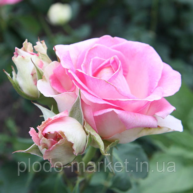 Троянда чайно-гібридна "Рафаелла" (Raffaella), фото 1