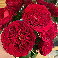 Троянда англійська "Тесс" (Tess)