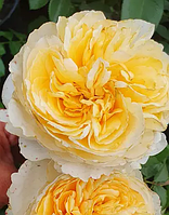 Троянда "Беатріс" (Beatrice) англійська