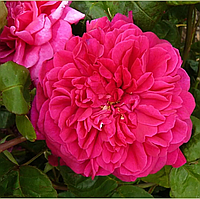 Троянда англійська "Софі Роуз" (Sophy's Rose)