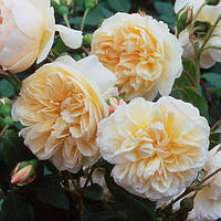 Троянда "Лічфілд Енджел" (Lichfield Angel) англійська