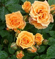 Троянда бордюрна "Clementine " (Клементіна)