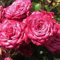 Троянда бордюрна "Кайлі" (Kylie)