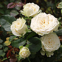 Троянда бордюрна "Місс Бомбастик" (Miss Bombastic)