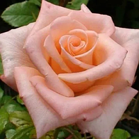 Троянда чайно-гібридна "Ангажемент" (Engagement)