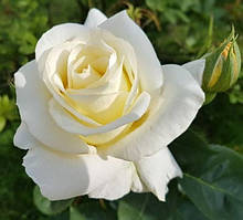 Троянда чайно-гібридна "Advance"