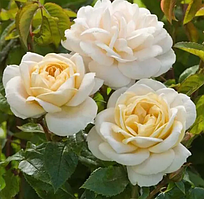 Троянда бордюрна "Джей Пі Коннел" (J.P. Connell)