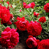 Троянда бордюрна "Квадра" (Quadra)