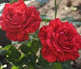 Троянда чайно-гібридна "Ред Інтуішн", фото 2