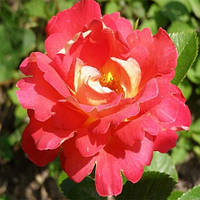 Троянда бордюрна "Павичеве око" (Peacock Eye)