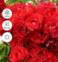 Троянда бордюрна "Ніколас" (Nicolas)