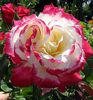 Троянда чайно-гібридна "Дабл Делайт" (дуже ароматна)