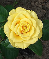 Троянда чайно-гібридна (Голден Медальйон) "Golden Medallion"