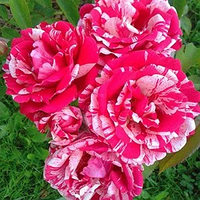 Троянда чайно-гібридна "ПаПаджена" (Papagena)