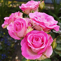 Троянда чайно-гібридна "Ранок Парижа" (Morning of Paris)