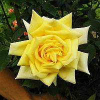 Троянда чайно-гібридна "Старлайт" (Starlaight)