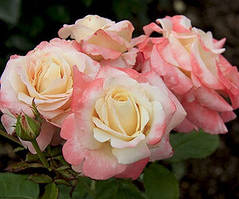 Троянда чайно-гібридна "Фіджі" (Fiji)