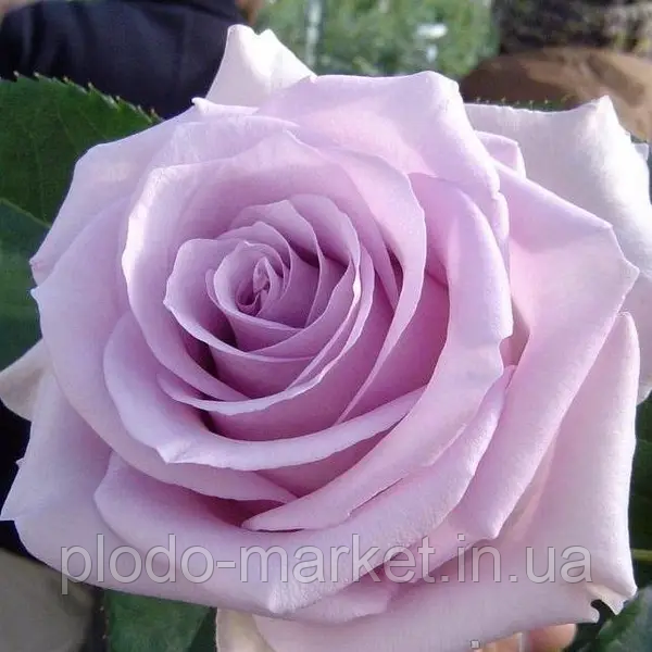 Троянда чайно-гібридна "Boyfriend" (Бойфренд), фото 1