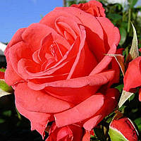 Троянда чайно-гібридна "Монтезума" (Montezuma)